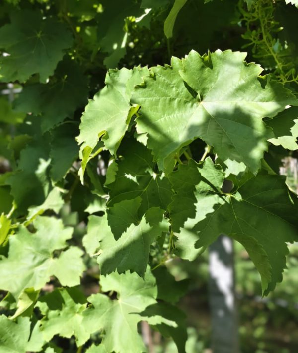 whatsapp image 2025 12 20 at 6.13.20 pm