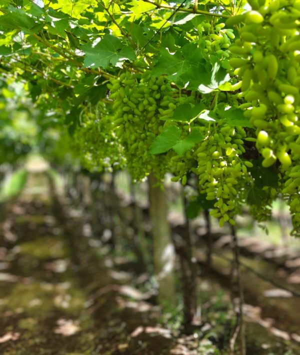 whatsapp image 2025 12 20 at 6.13.25 pm